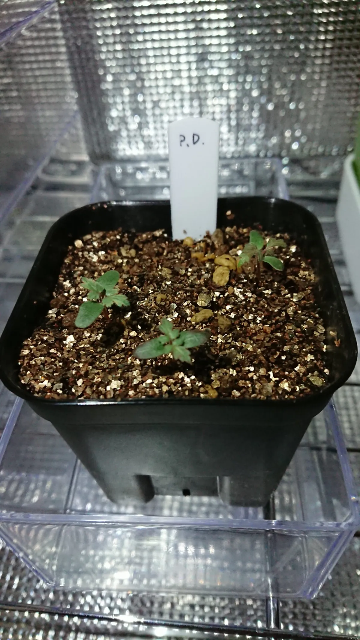 Pachycormus discolor (パキコルムス ディスカラー)