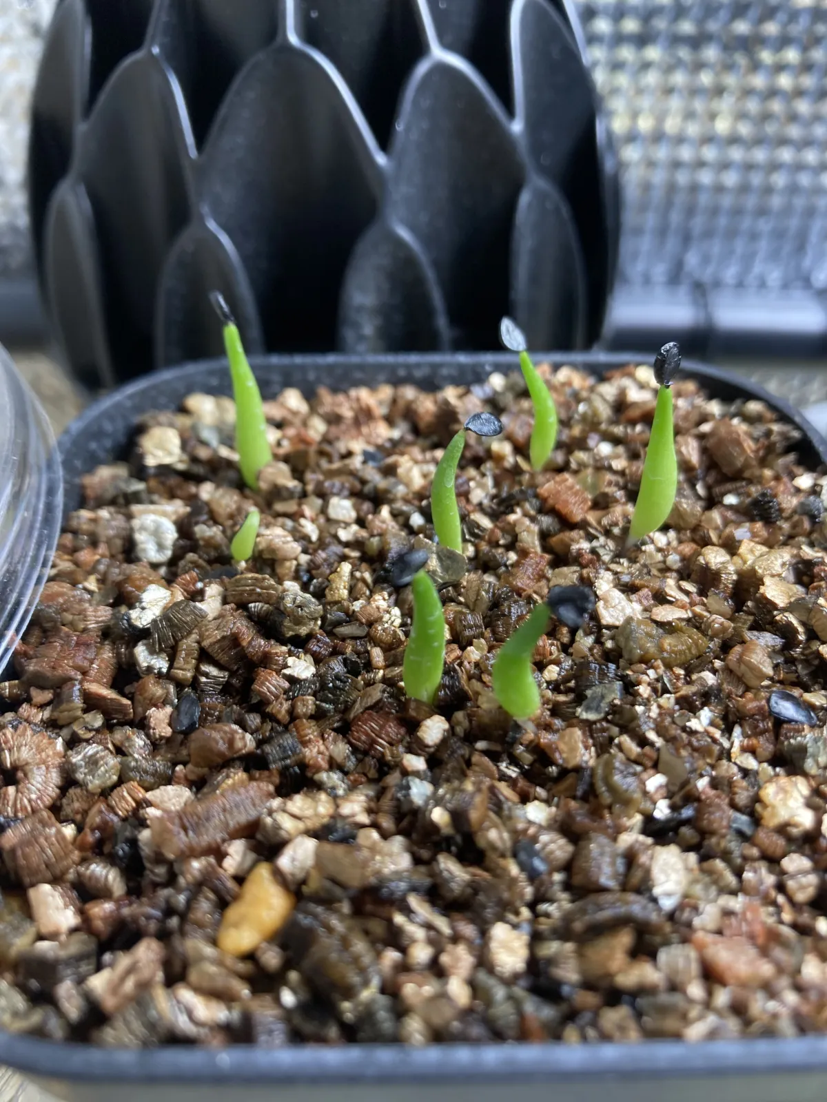 Agave victoriae-reginae ssp. swobodae 'Compacta' (アガベ スワボダエ コンパクタ‘’)