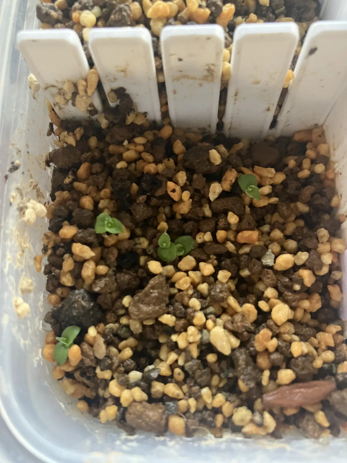 Hechtia lanata (ヘクチア ラナータ)