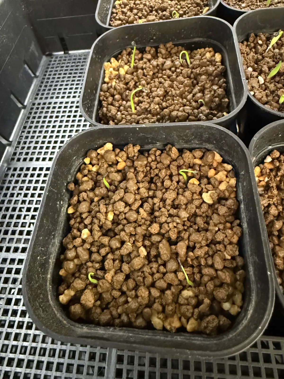 Agave utahensis var. eborispina 'Corkscrew' (アガベ ユタエンシスコークスクリュー)