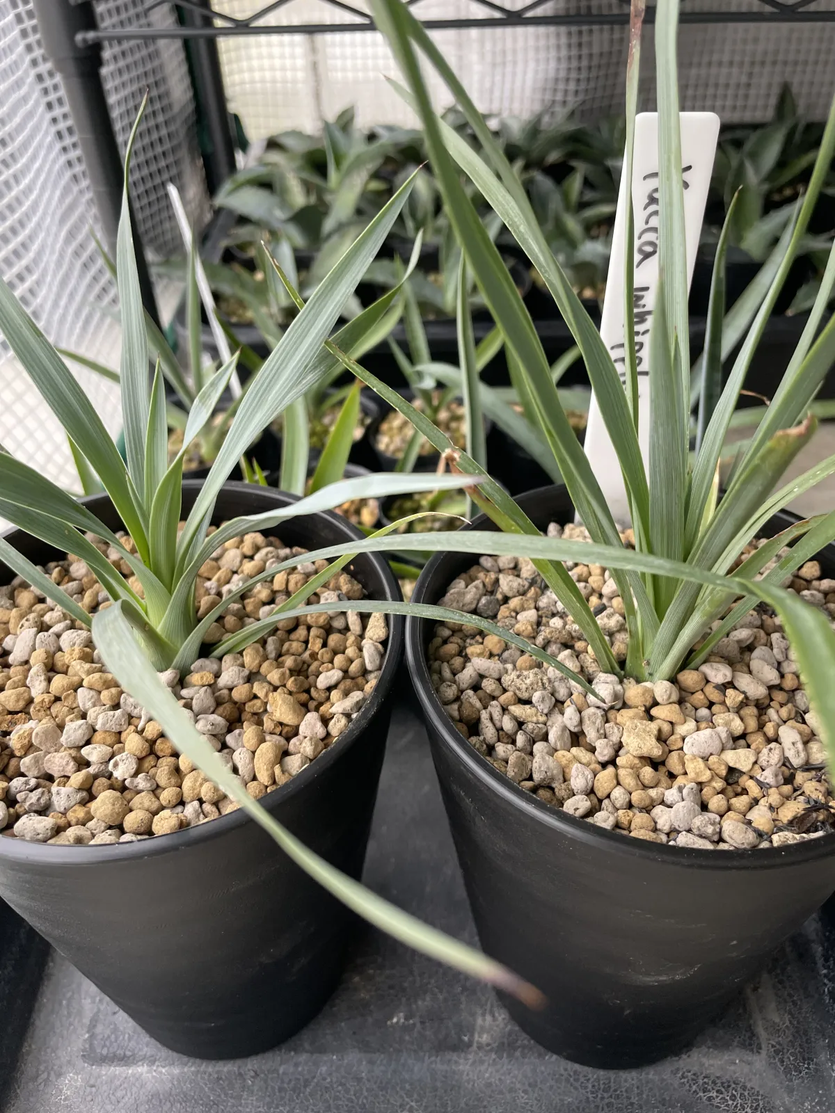 Yucca whipplei (ユッカ ウィップレイ)