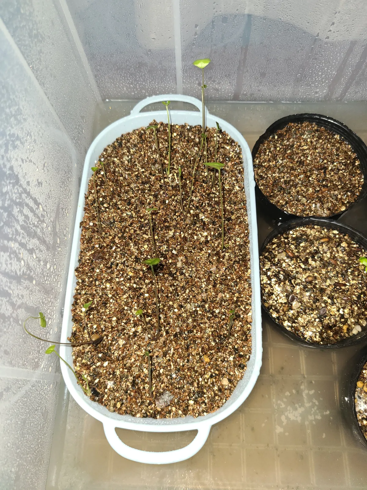 Dioscorea elephantipes (ディオスコレア エレファンティペス アフリカ亀甲竜)