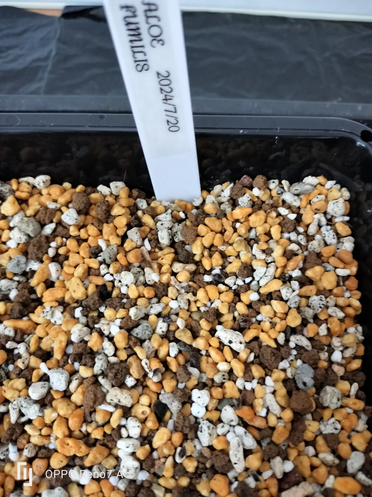 Aloe humilis (アロエ フミリス)