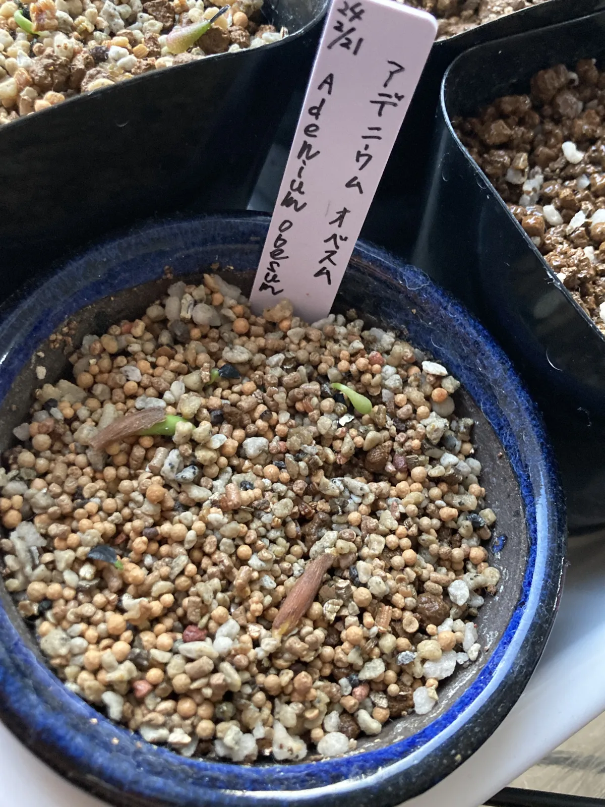 Adenium obesum (アデニウム オベスム)