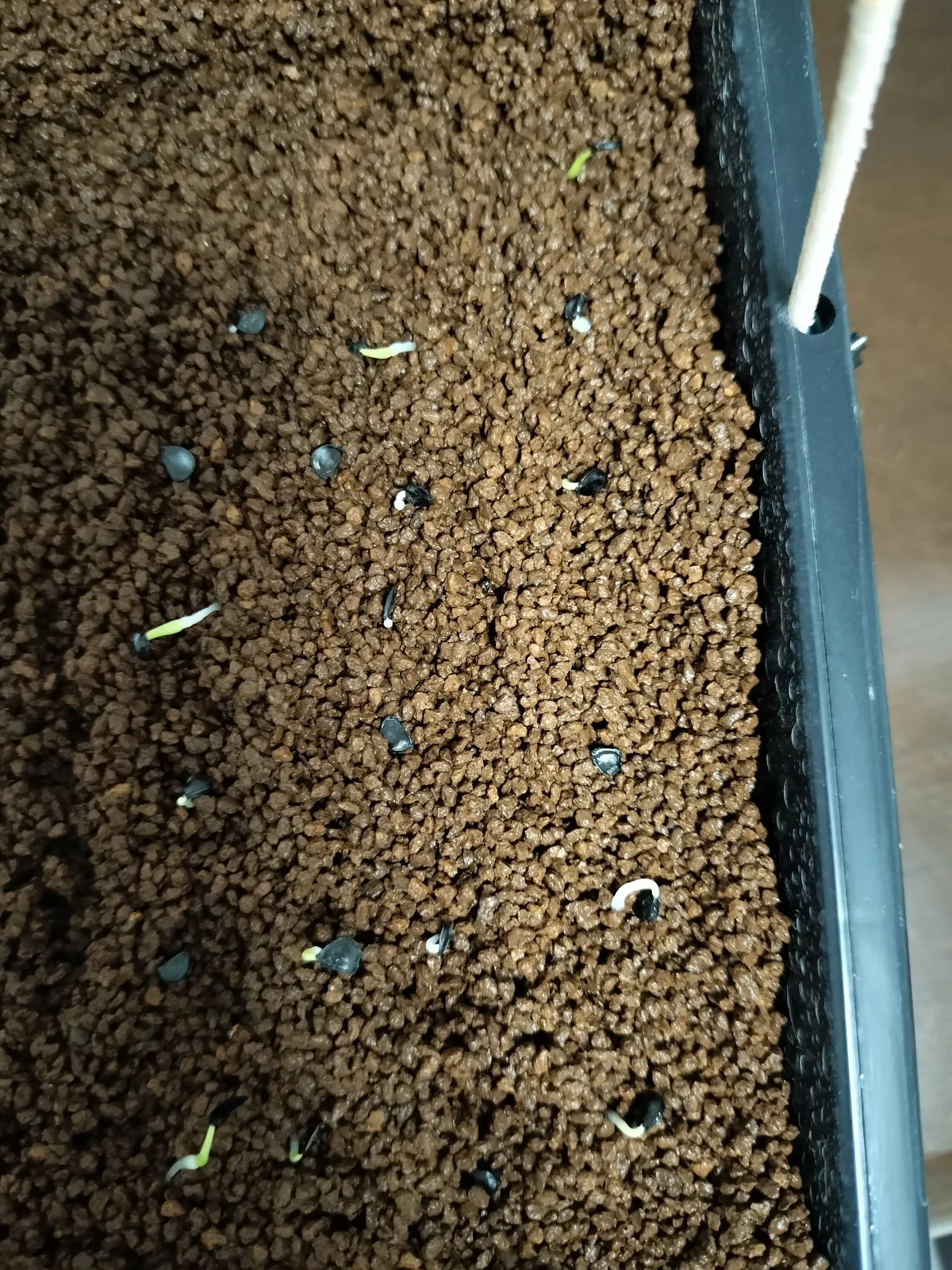 Agave utahensis var. eborispina (アガベ エボリスピナ)