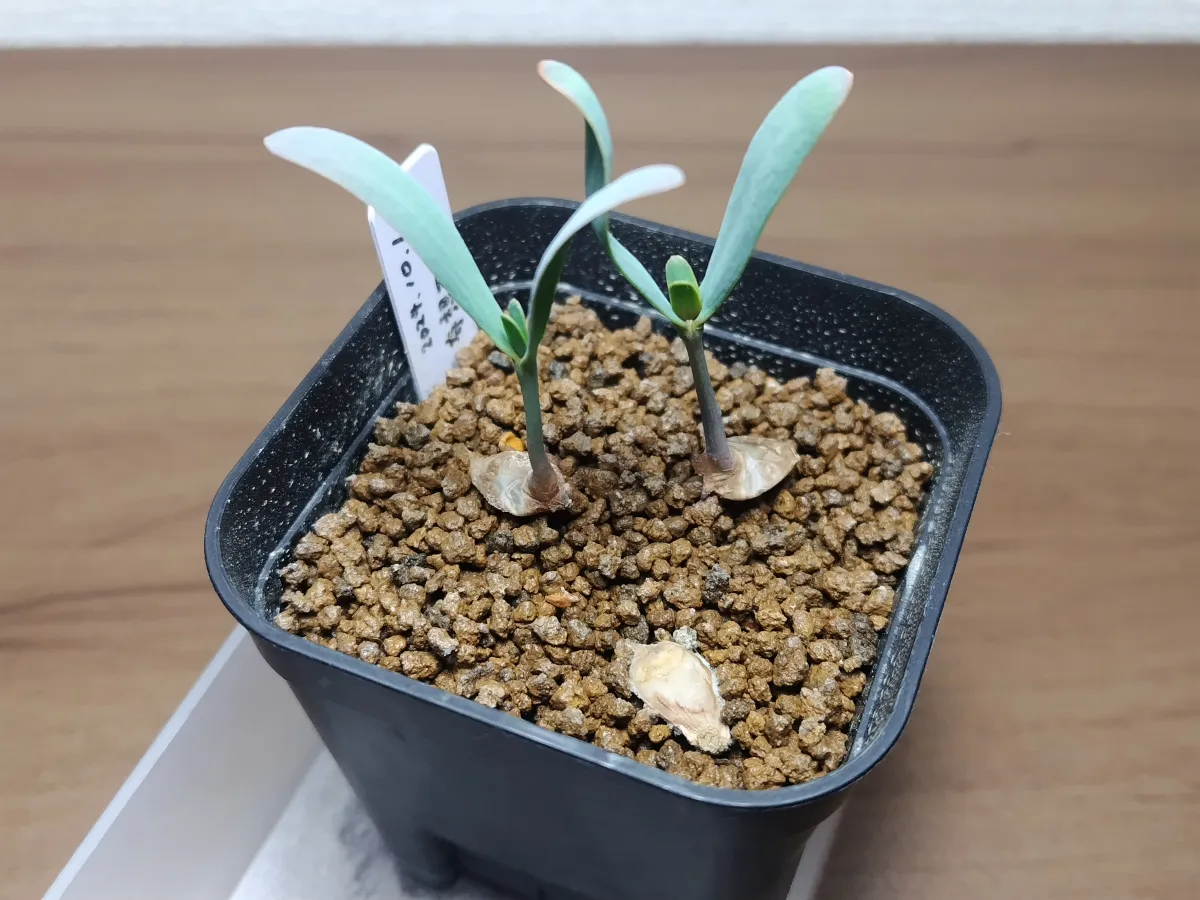 [無料種子/発芽難ロット] ウェルウィッチア ミラビリス 奇想天外 Welwitschia mirabilis