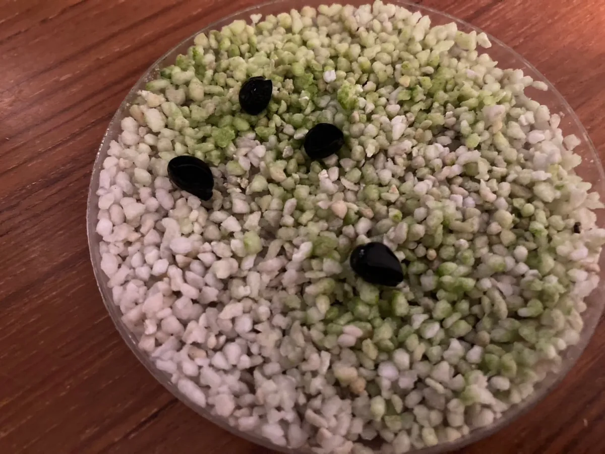 Yucca mixtecana (ユッカ ミクステカーナ)