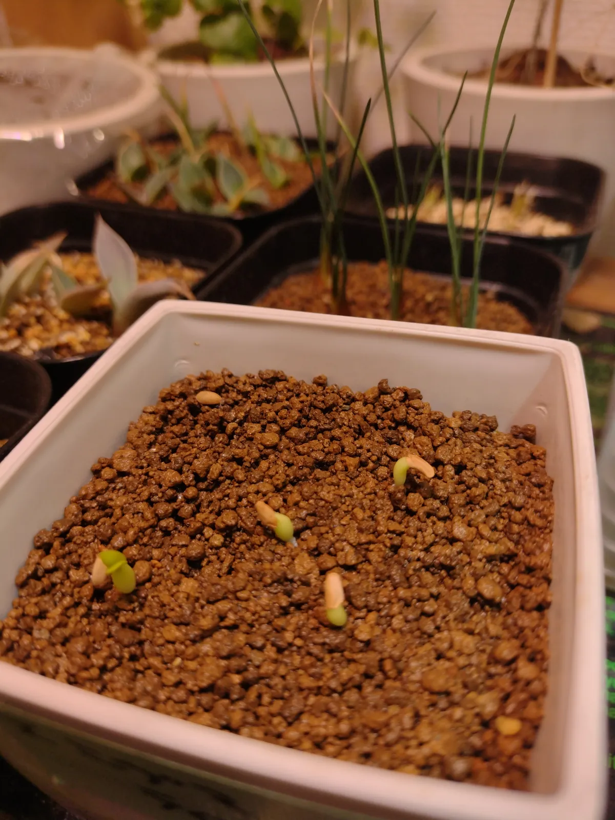 Pachypodium enigmaticum (パキポディウム エニグマチカム)