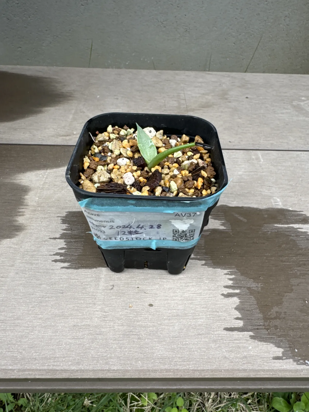 Agave isthmensis (アガベ イシスメンシス)