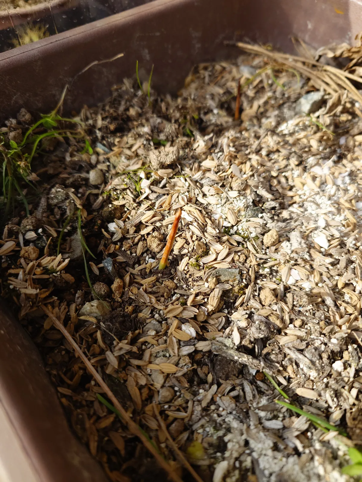 Brahea armata (ブラヘア アルマータ)