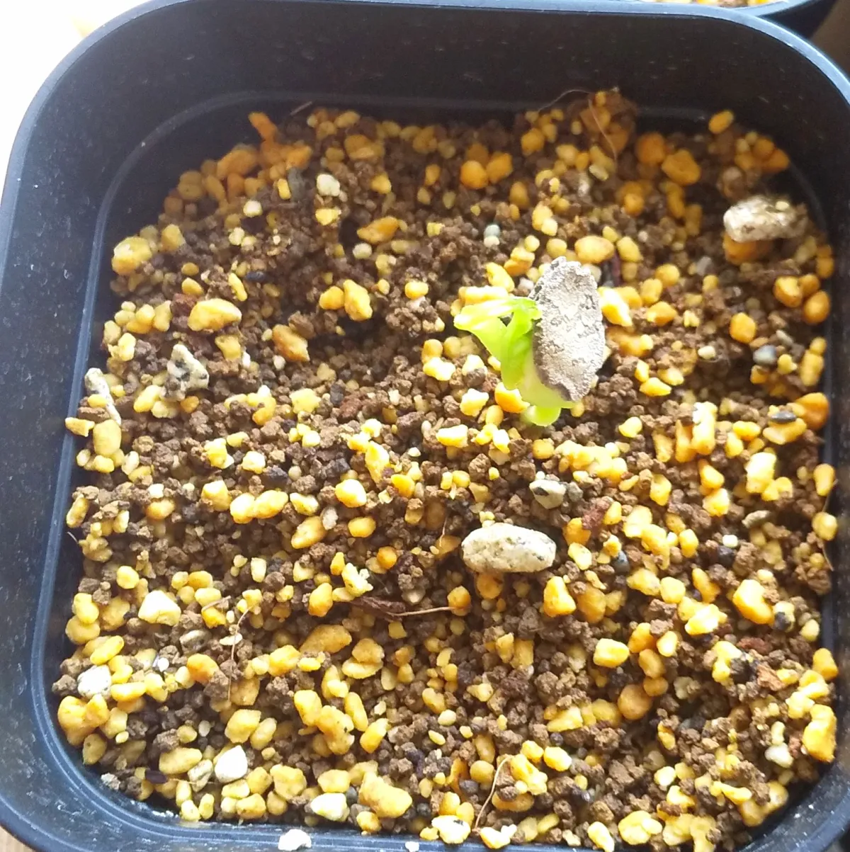 Momordica rostrata (モモルディカ ロストラータ)