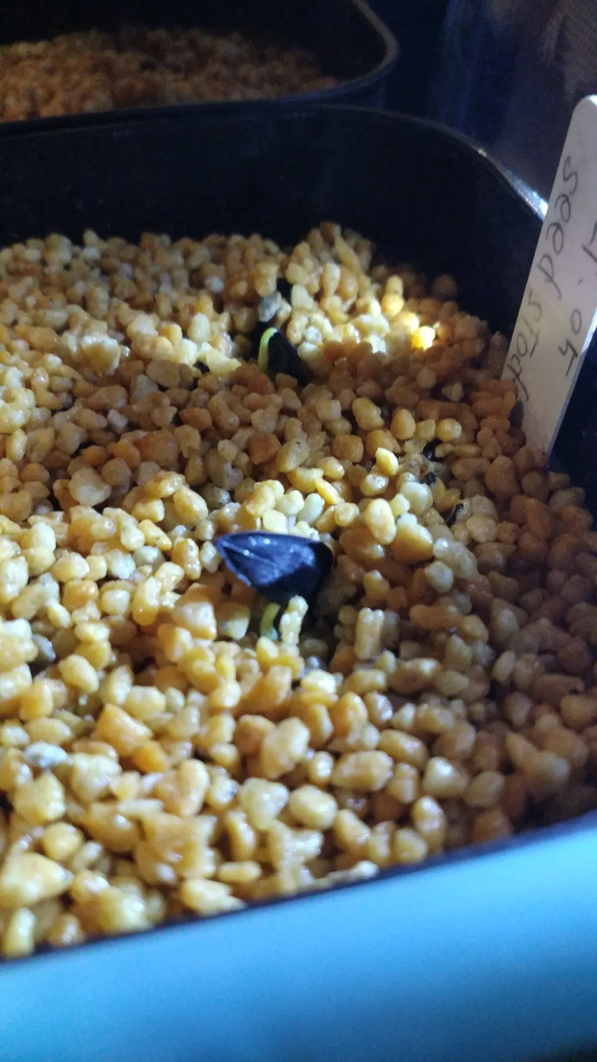 Xanthorrhoea glauca subsp. glauca (ザントロエア グラウカ)