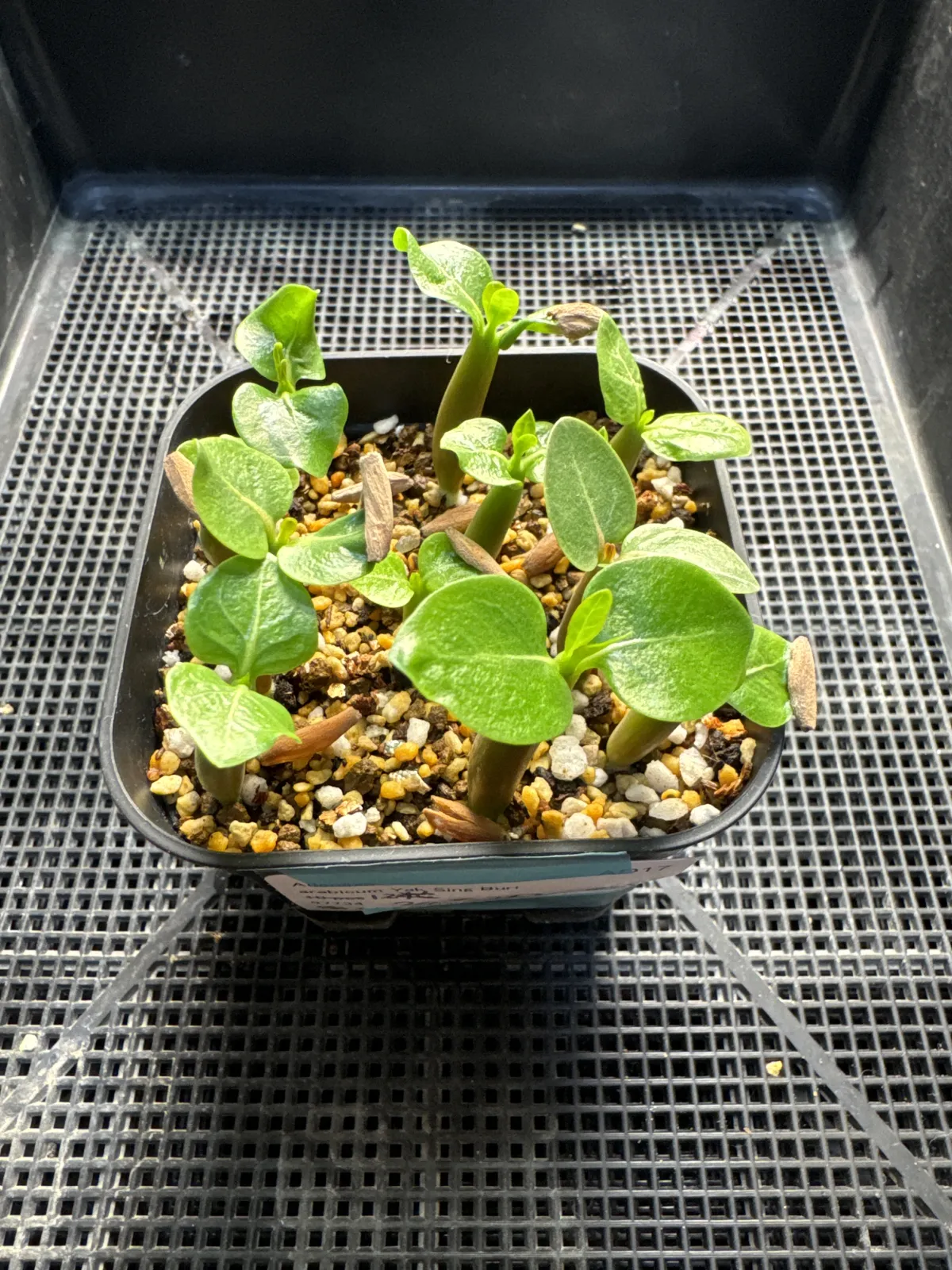 Adenium arabicum (アデニウム アラビカム)