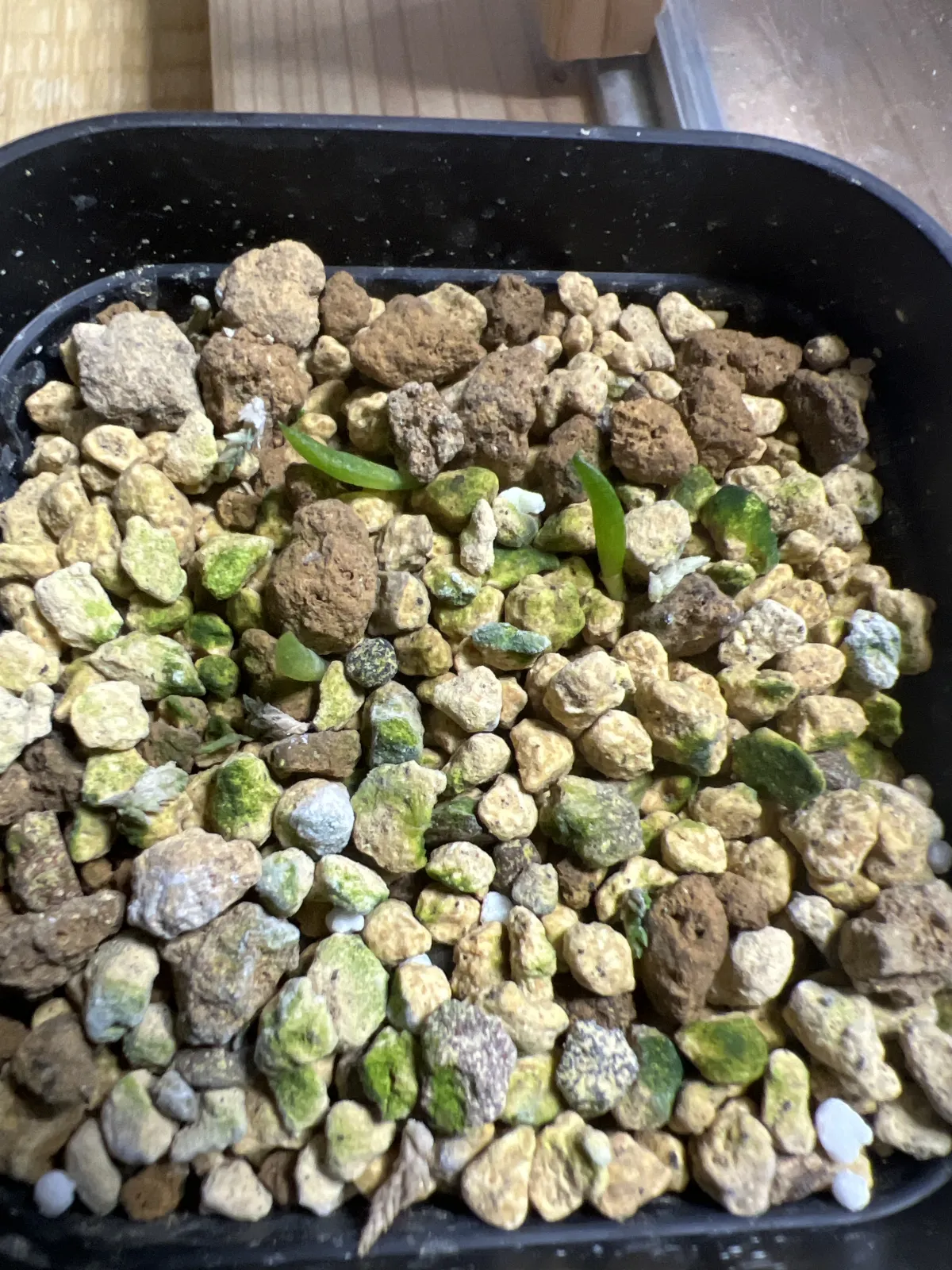 Aloe petricola (アロエ ペトリコーラ)