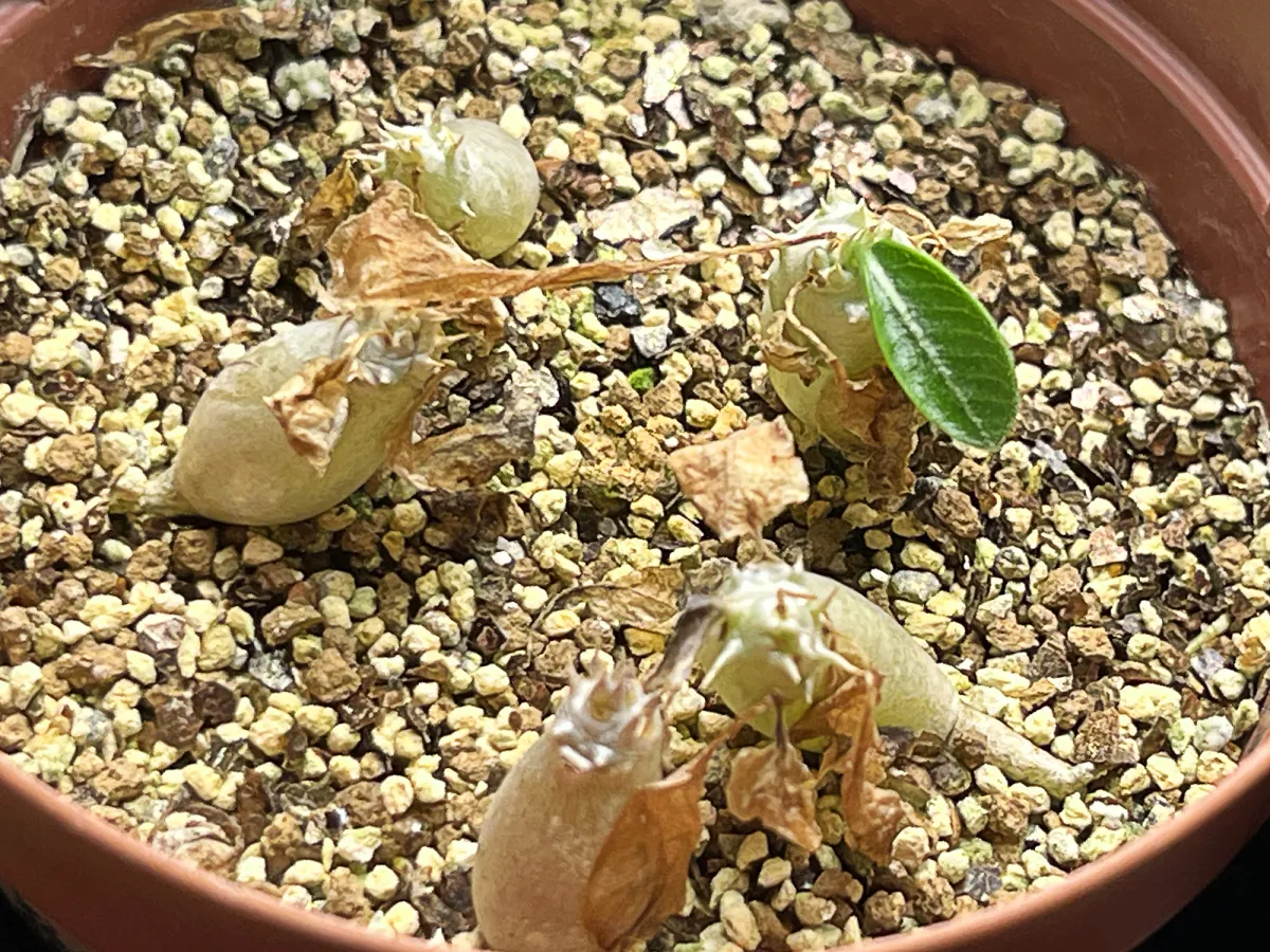 Pachypodium enigmaticum (パキポディウム エニグマチカム)