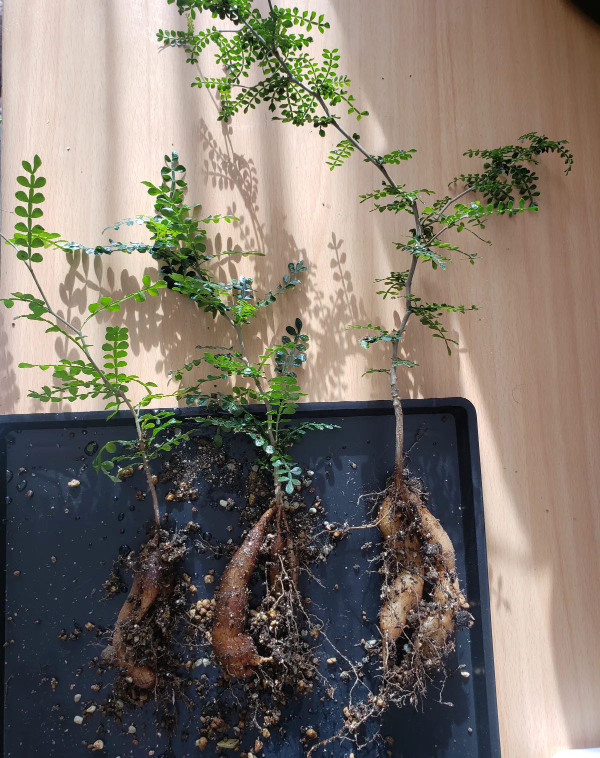 Operculicarya pachypus (オペルクリカリア パキプス)