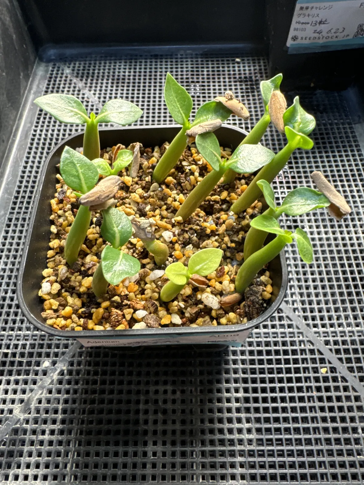 Adenium arabicum Black Stem (アデニウム アラビカム ブラックステム)