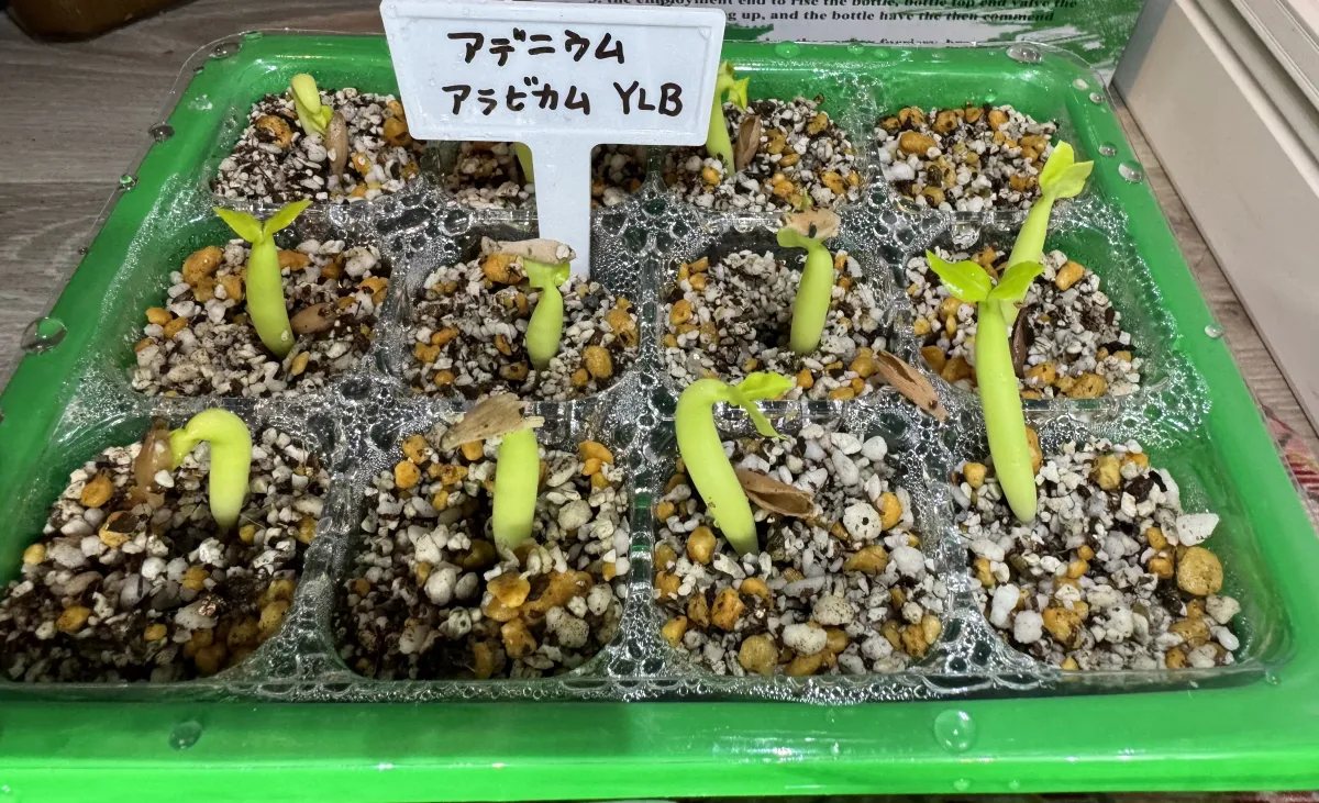 Adenium arabicum (アデニウム アラビカム)
