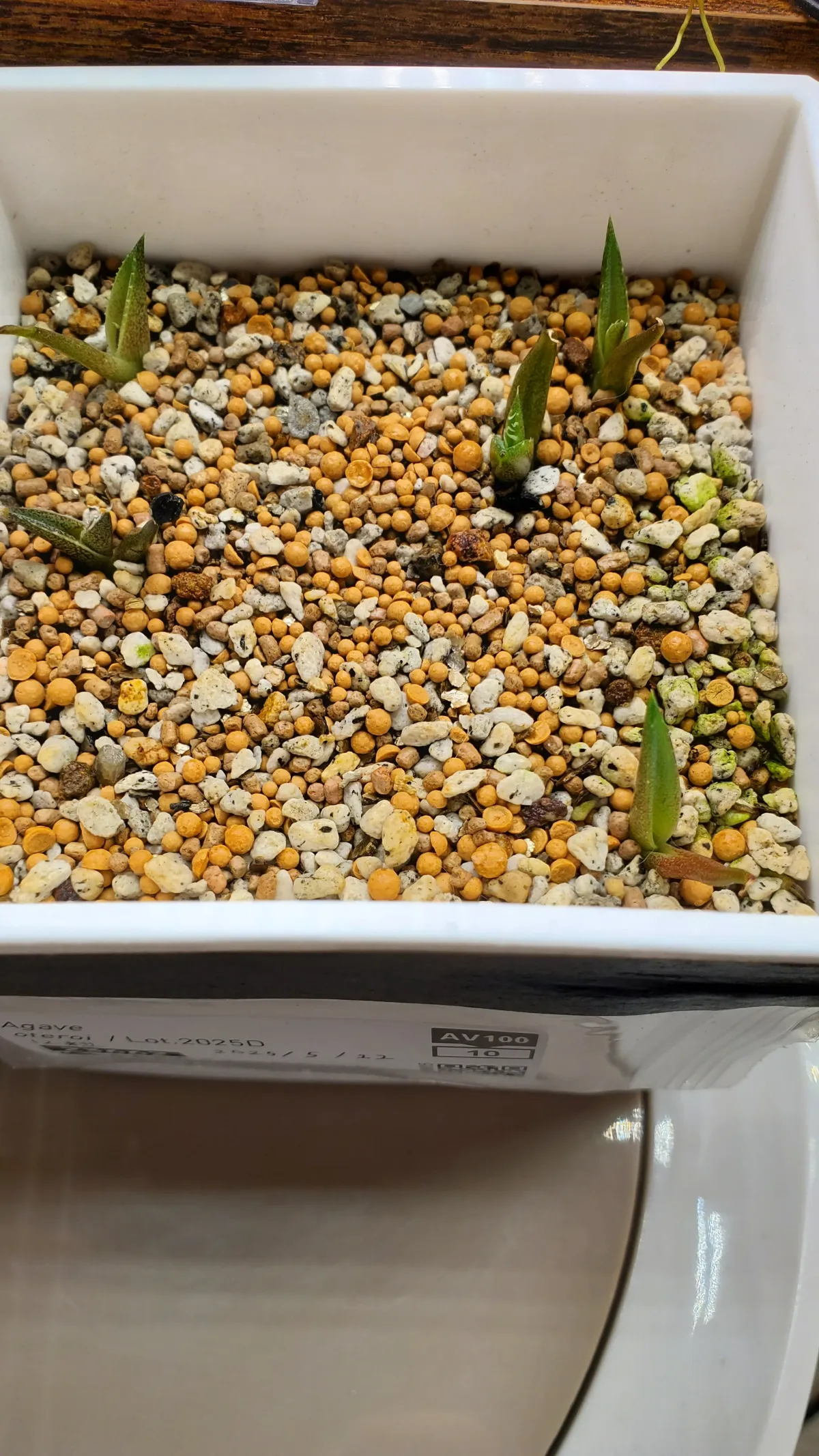 Agave oteroi (アガベ オテロイ)