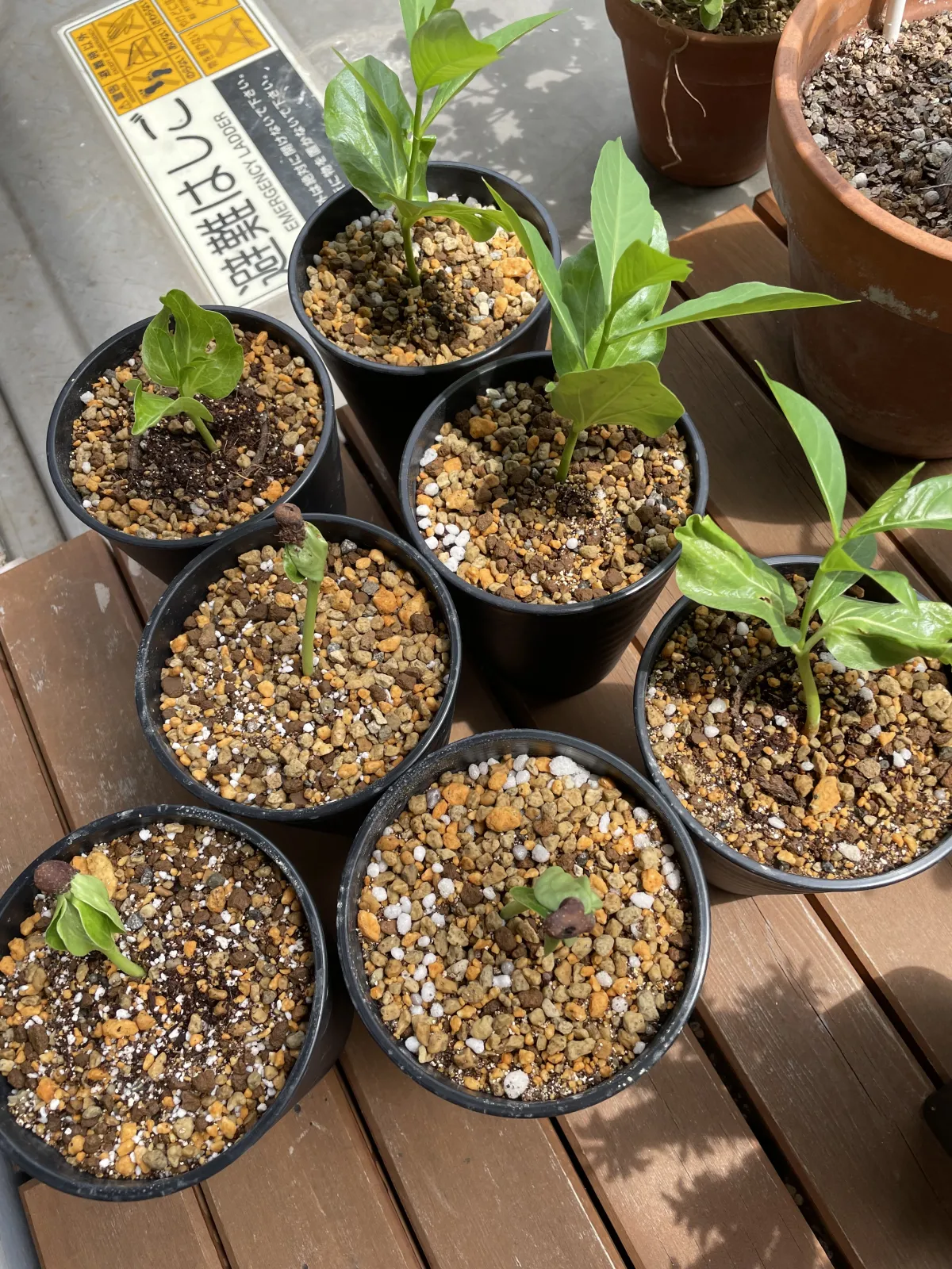 Adansonia digitata (アダンソニア（バオバブ） ディギタータ)