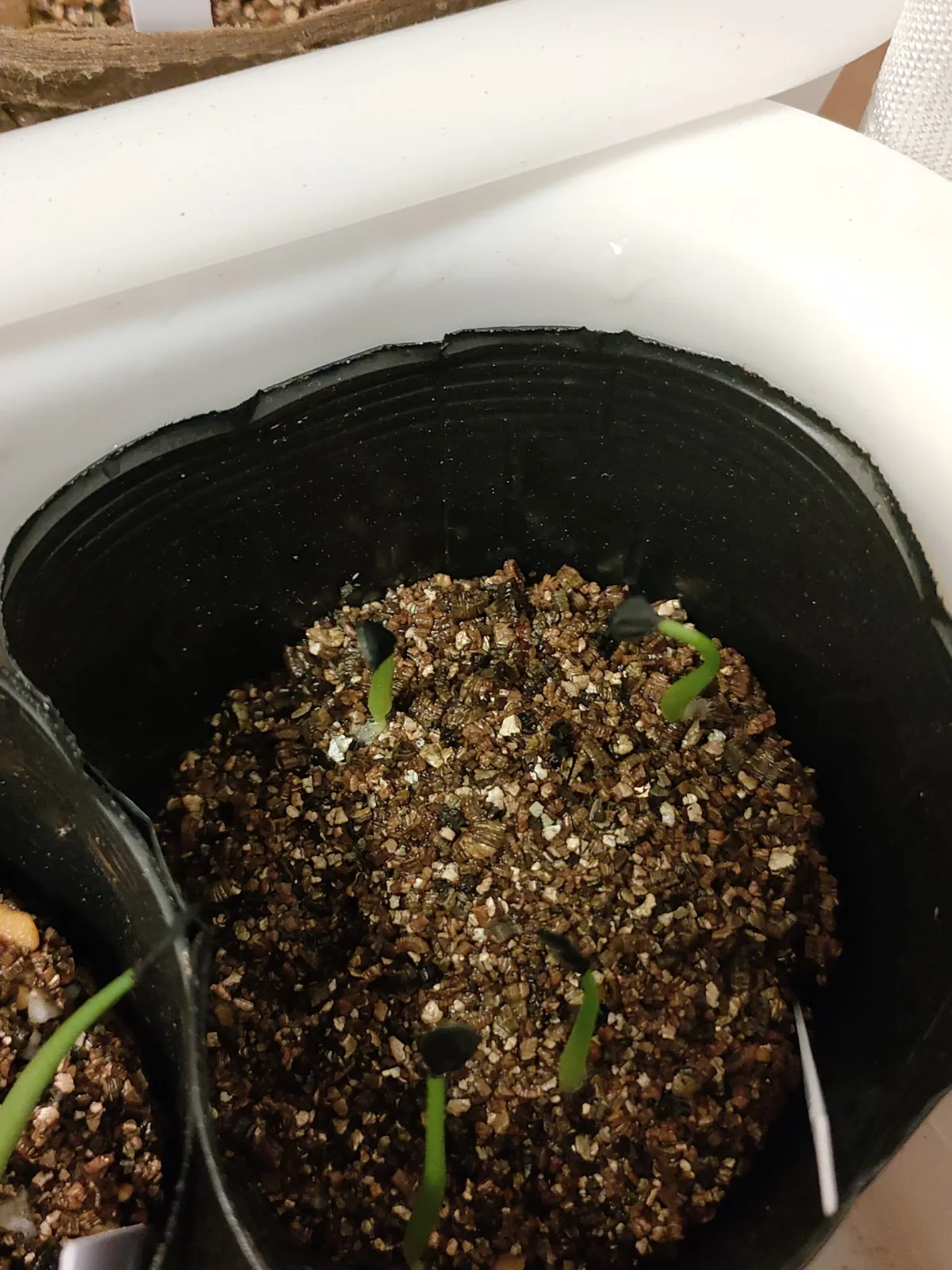 Agave chiapensis (アガベ チアペンシス)