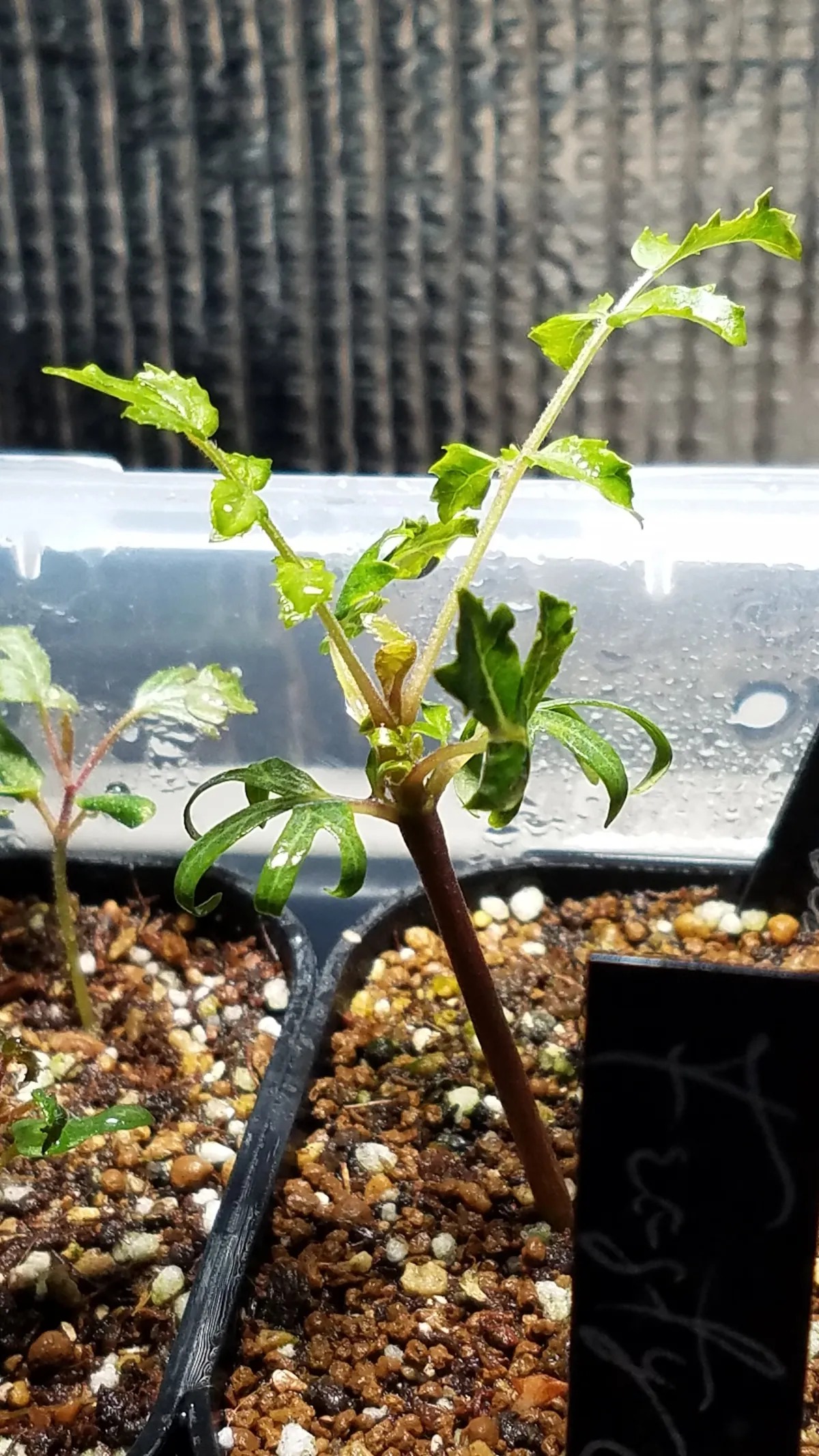 Boswellia neglecta (ボスウェリア ネグレクタ)