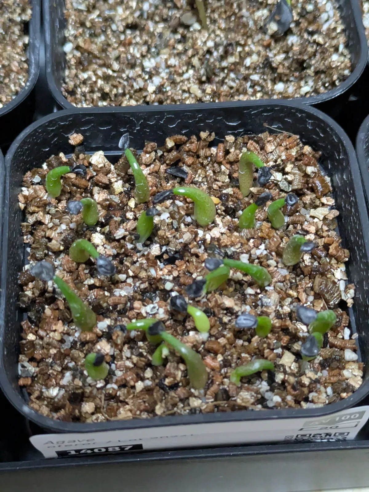 Agave oteroi (アガベ オテロイ)