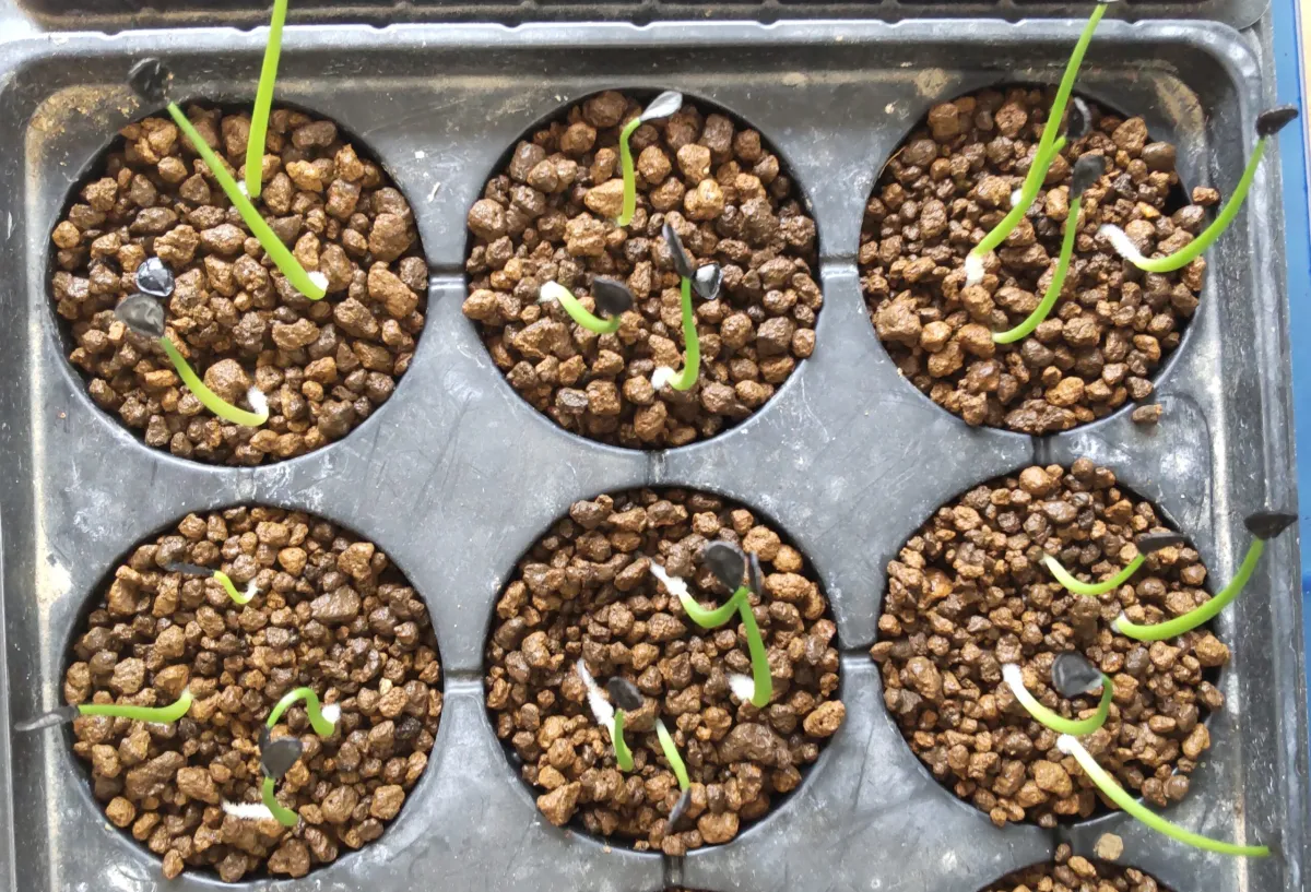 Agave parryi var. truncata (アガベ パリー トランカータ)