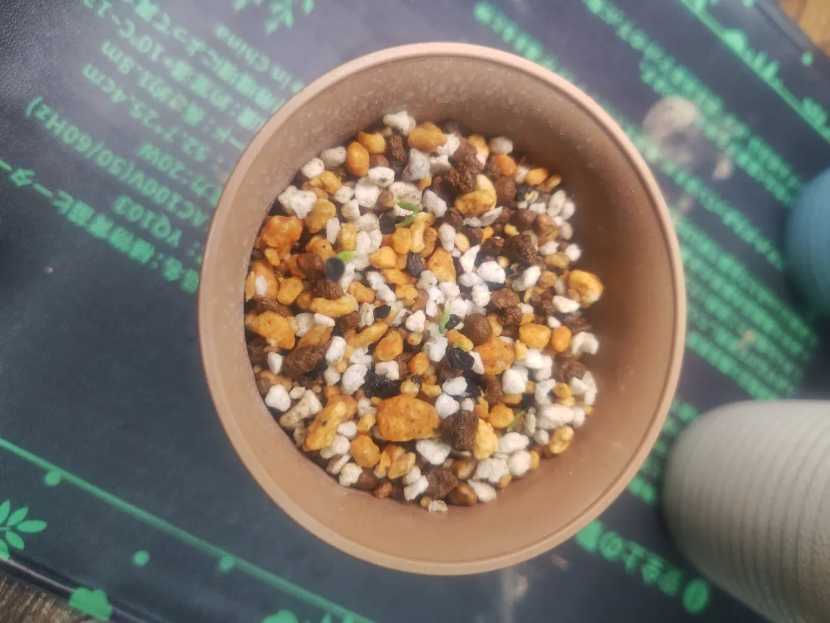 Agave utahensis var. eborispina (アガベ エボリスピナ)