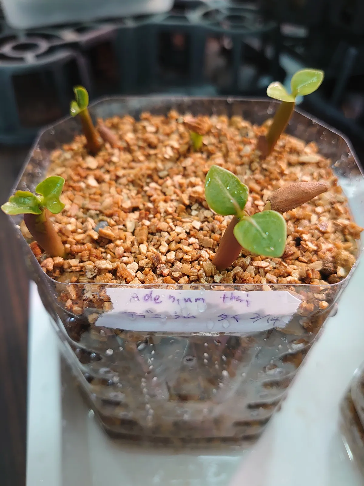 Adenium obesum thai (アデニウム タイ ソコトラナム)