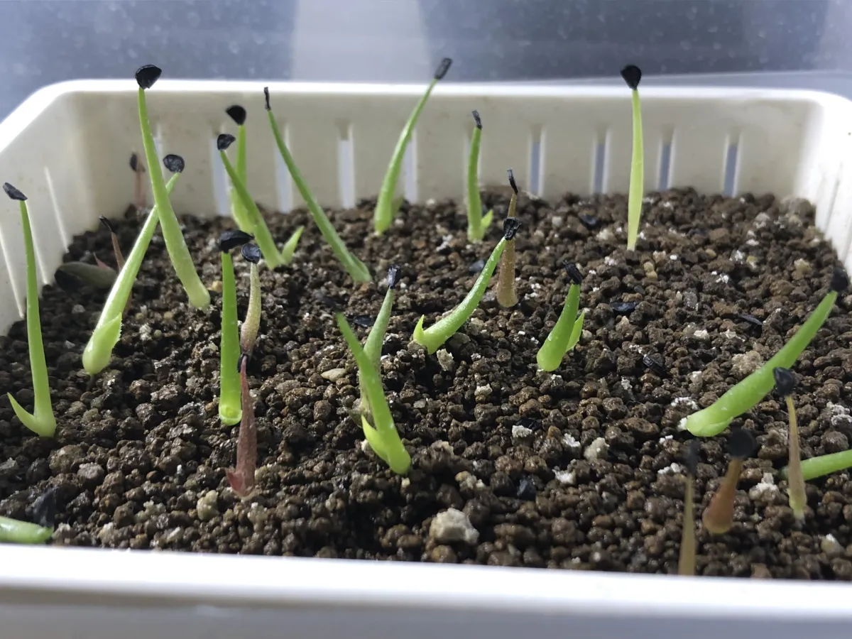 Agave oteroi (アガベ オテロイ)