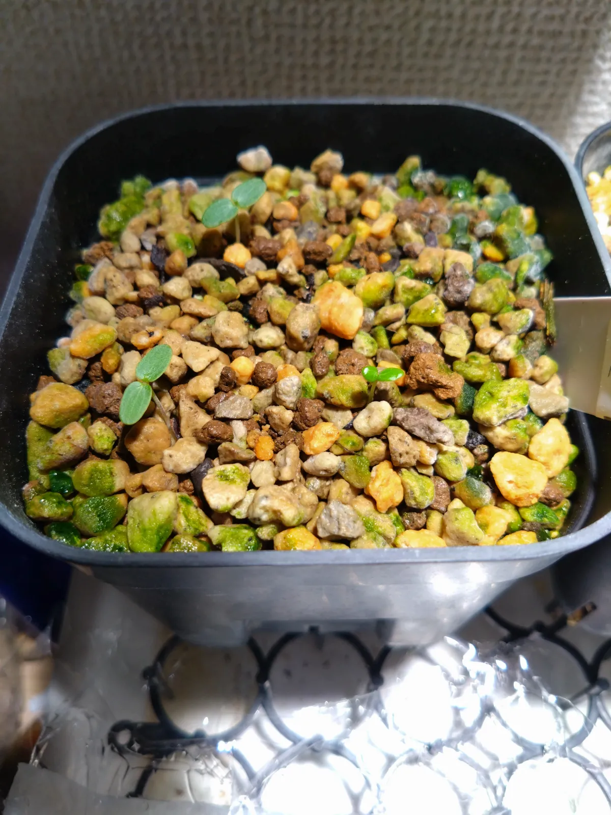 Beiselia mexicana (ベイセリア メキシカーナ)