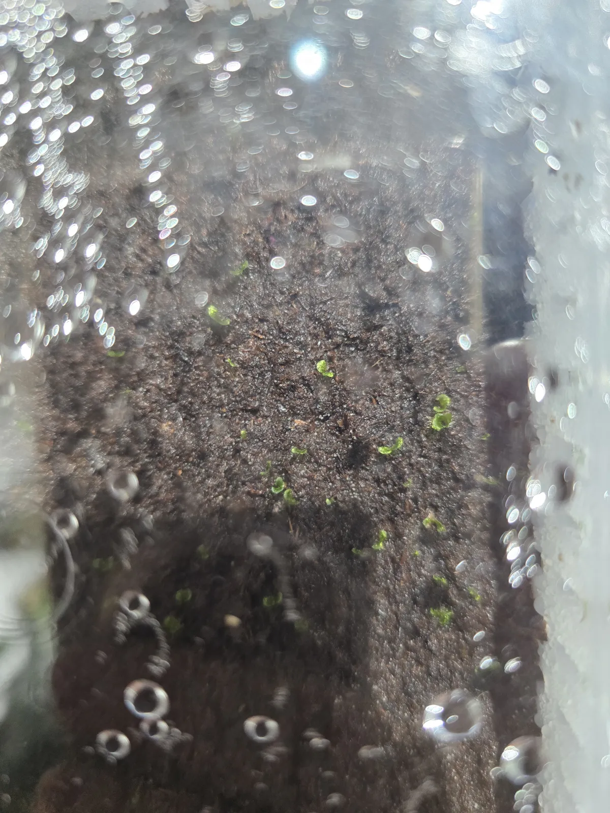 Platycerium willinckii roll (ビカクシダ ウィリンキー ロール)