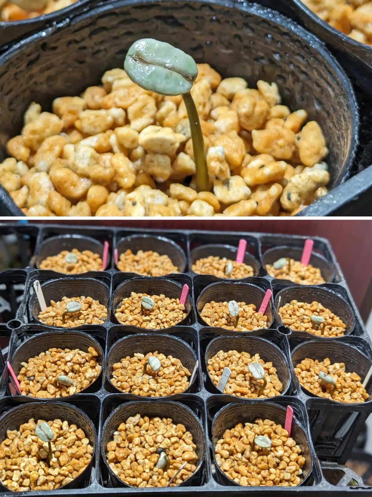 Coffea arabica (コーヒー アラビカ)