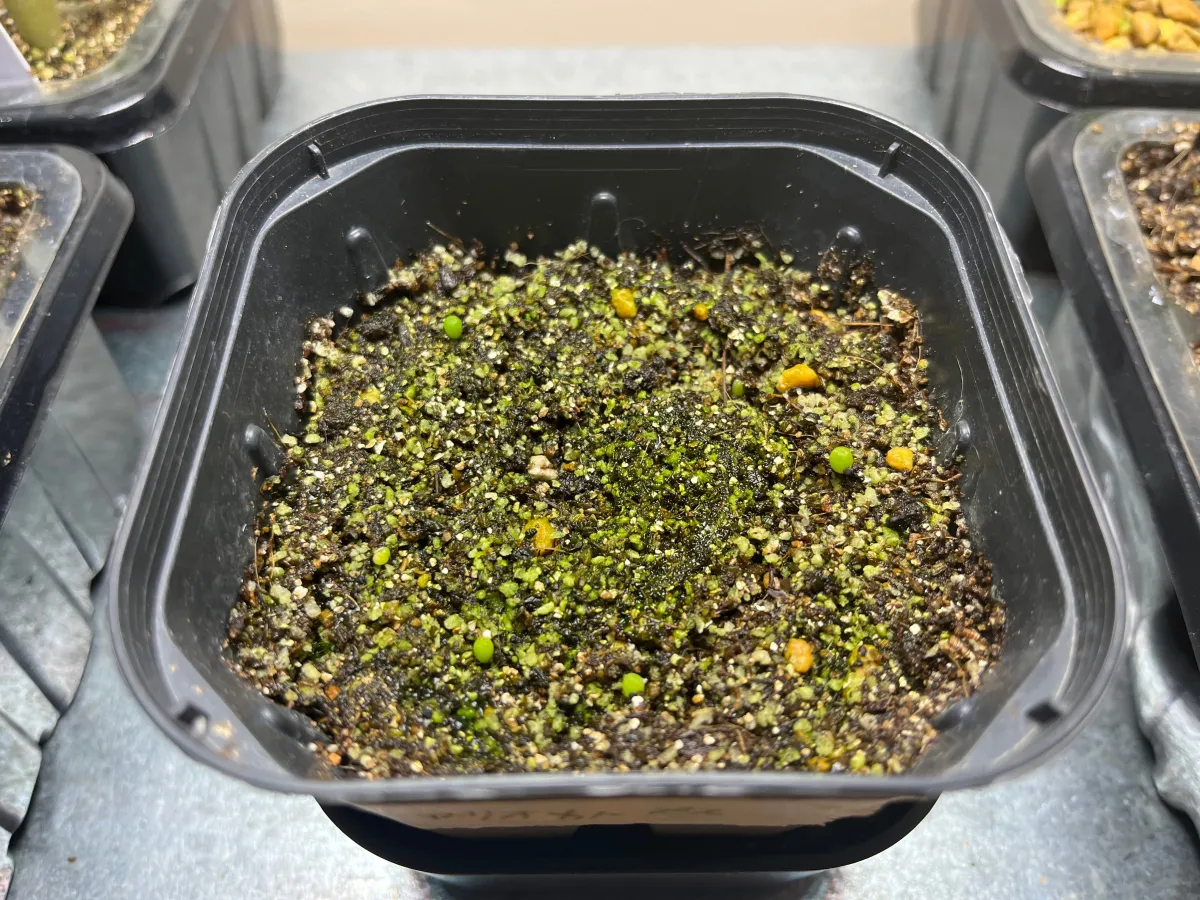 Ariocarpus kotschoubeyanus var. albiflorus (アリオカルプス 姫牡丹)