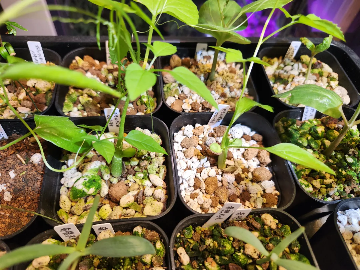 Momordica rostrata (モモルディカ ロストラータ)