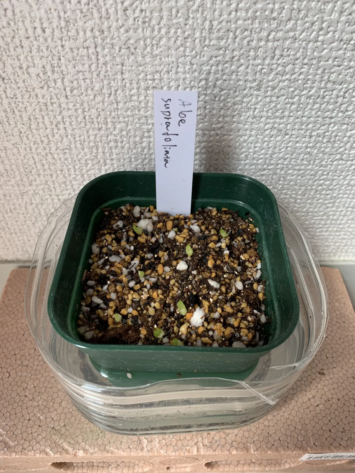 Aloe suprafoliata (アロエ スプラフォリアータ)