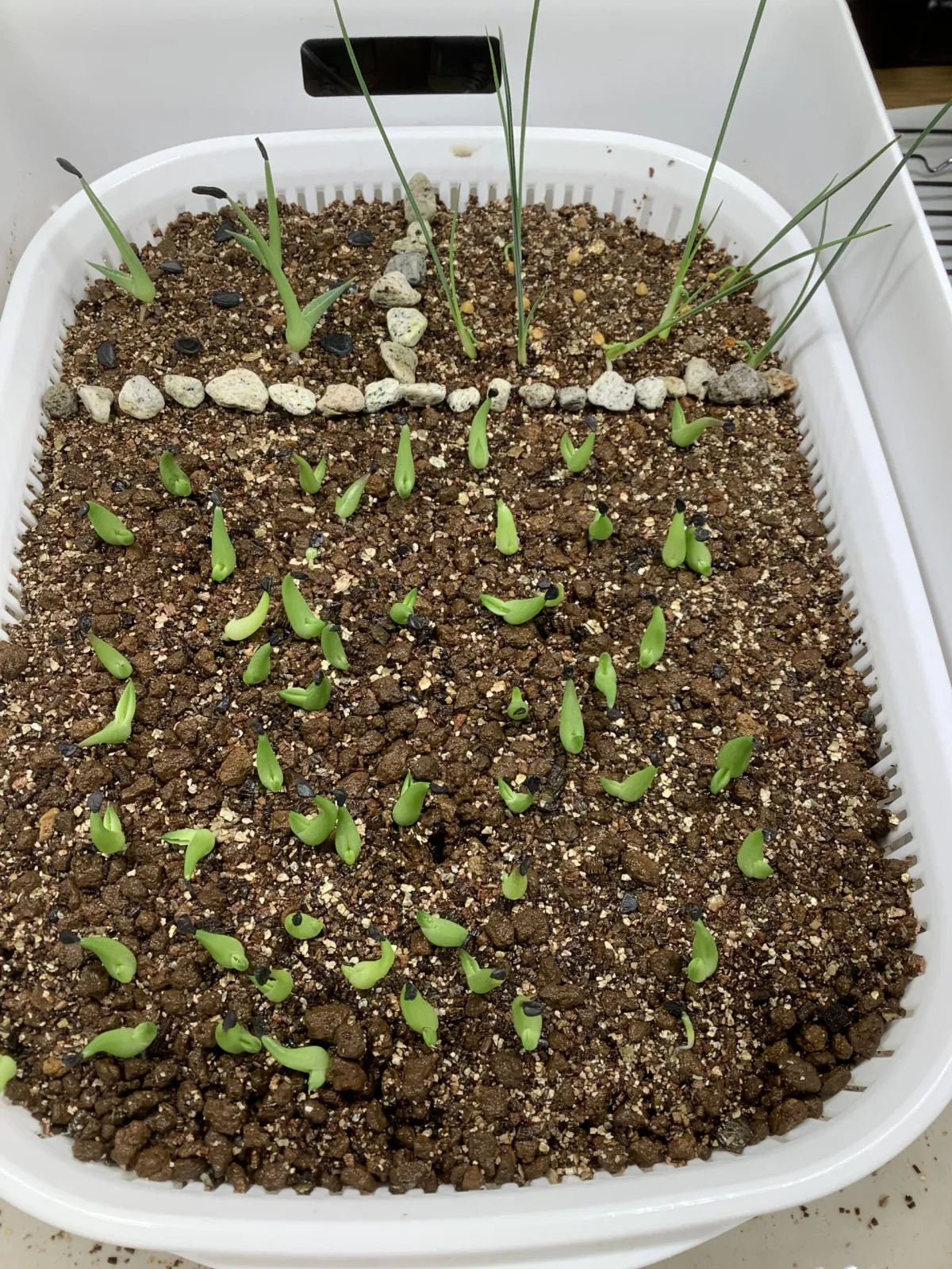 Agave victoriae-reginae ssp. swobodae swobodae (アガベ ビクトリアレジーナ スワボダエ)