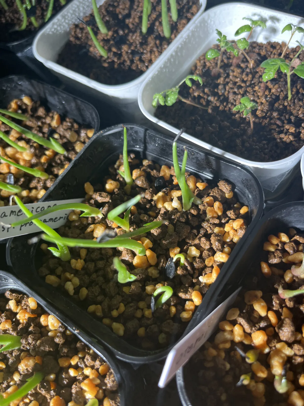 Agave americana ssp. protoamericana (アガベ プロトアメリカーナ)