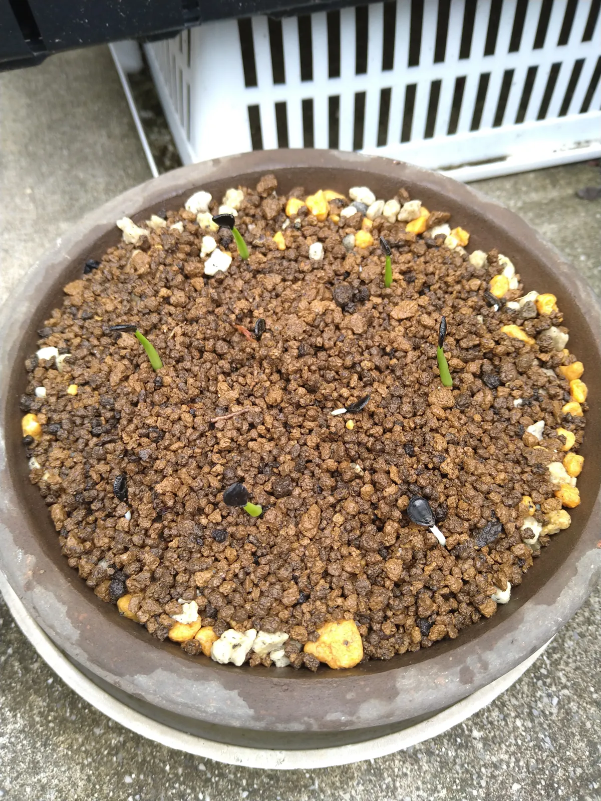 Agave gracilipes (アガベ グラシリペス)