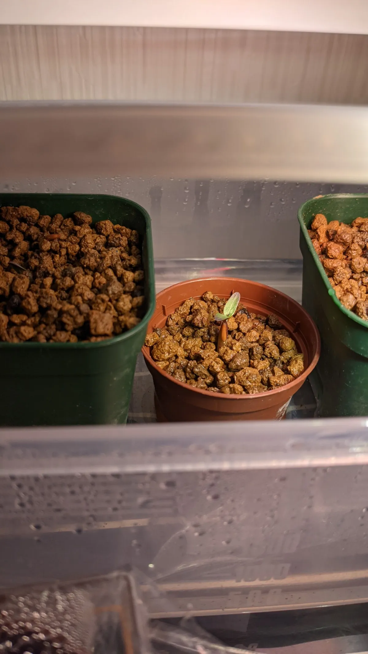 Pachypodium rosulatum var. gracilius (パキポディウム グラキリス)