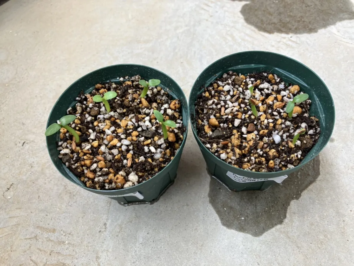 Pachypodium horombense (パキポディウム ホロンベンセ)