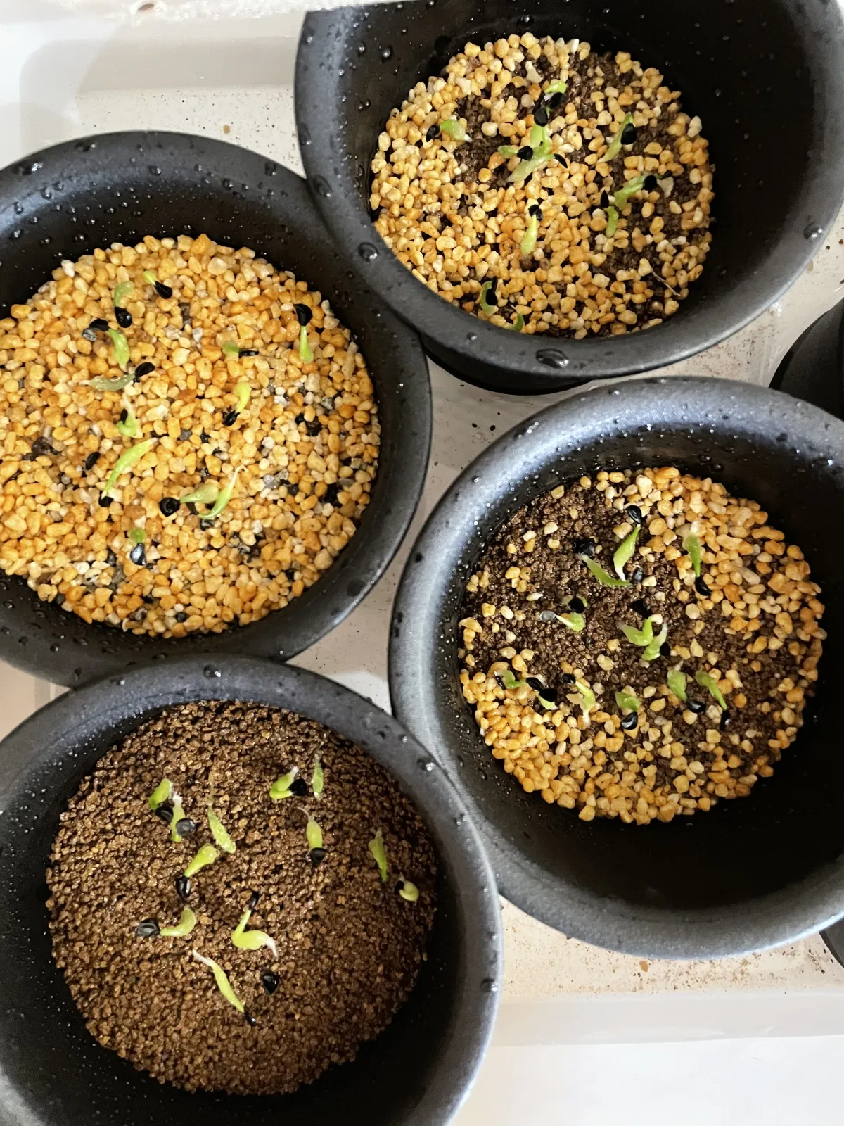 Agave oteroi (アガベ オテロイ)