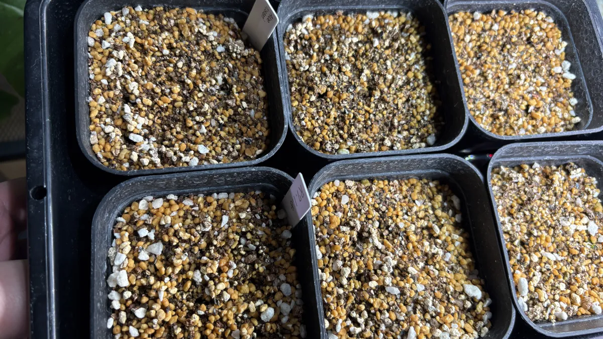 Aloe fosteri (アロエ フォステリ)