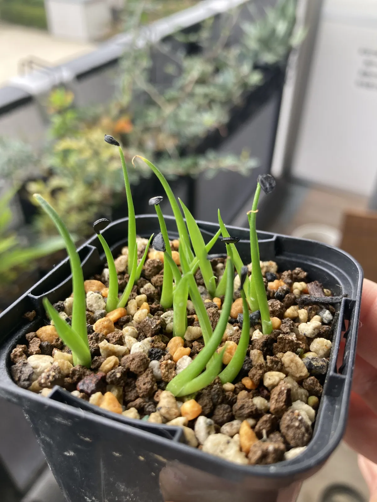 Agave utahensis var. eborispina 'Hayford' (アガベ エボリスピナ ヘイフォード)