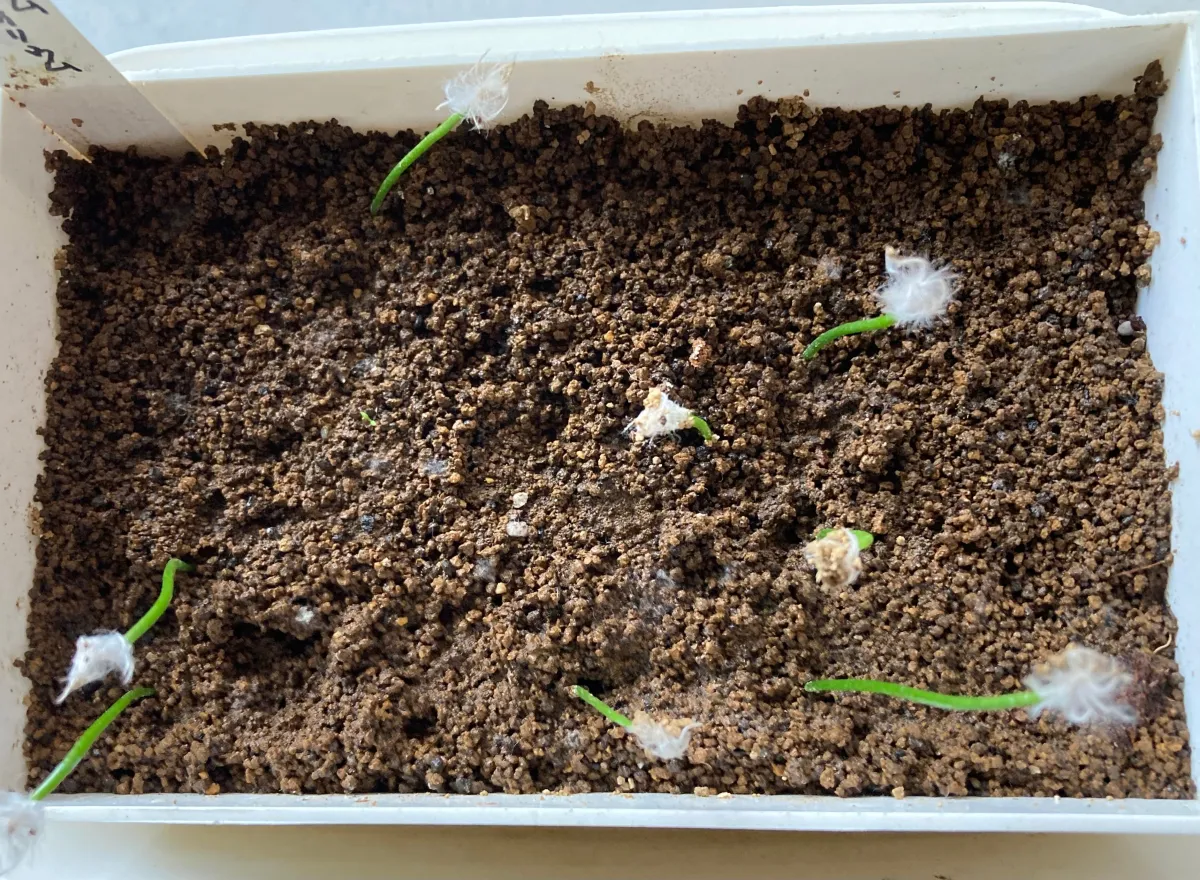 Eriospermum porphyrium (エリオスペルマム ポルフィリウム)