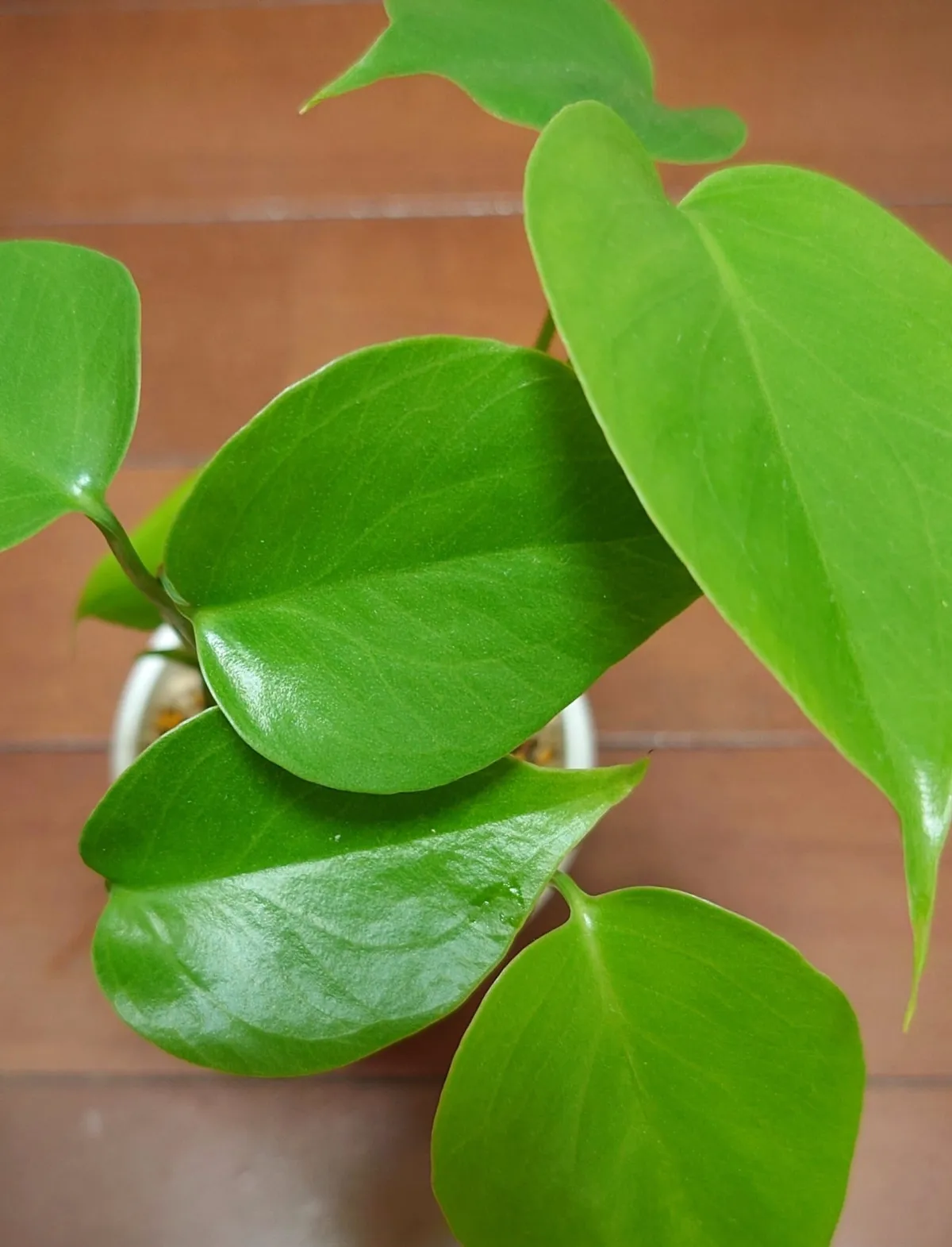 Monstera deliciosa (モンステラ デリシオーサ)