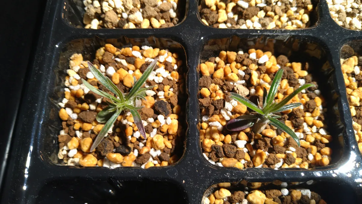 Pachypodium rosulatum var. gracilius (パキポディウム グラキリス)