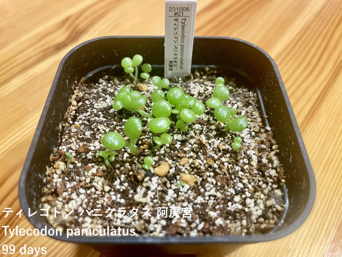 Tylecodon paniculatus (ティレコドン パニクラタス)