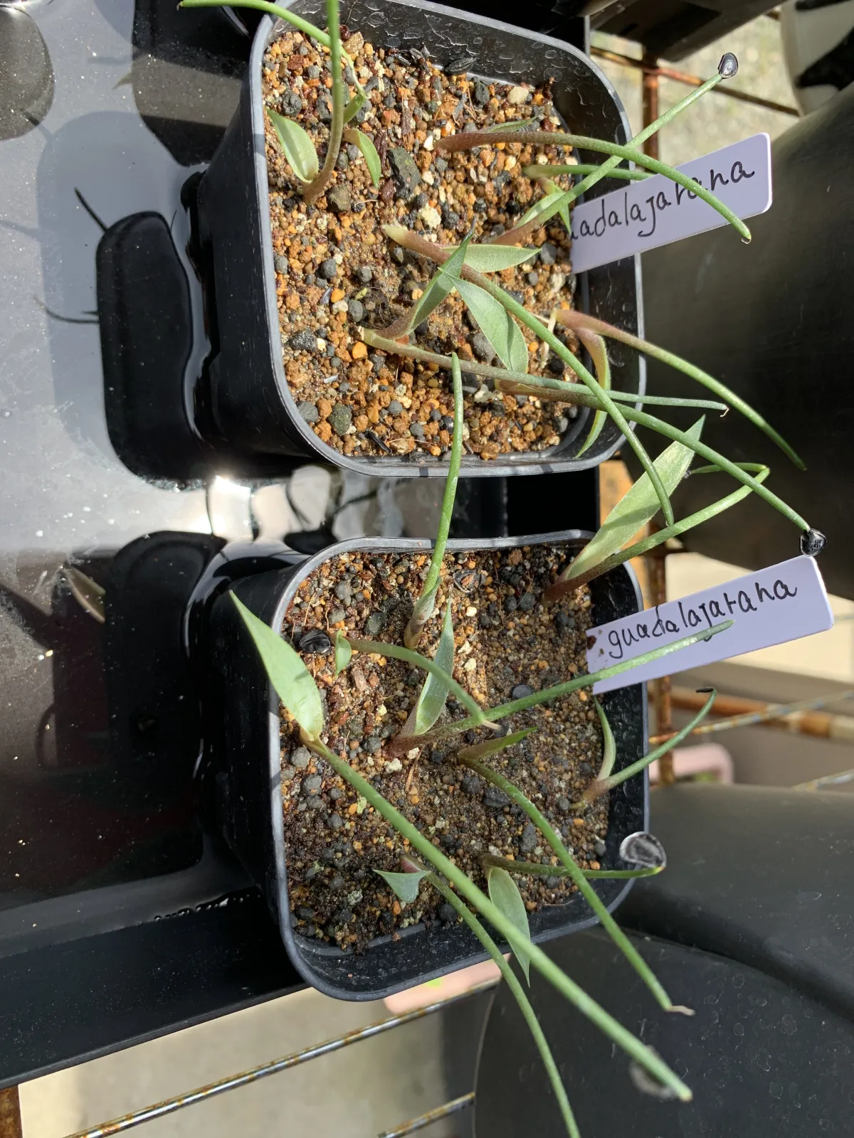 Agave guadalajarana (アガベ グアダラハラナ)